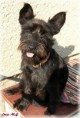 /album/fotogalerie-lucy-and-lily-kniracky-schnauzers/p1170324-jpg/